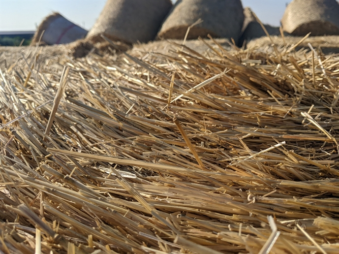 The Importance of Straw Preservatives in a High-Demand Market